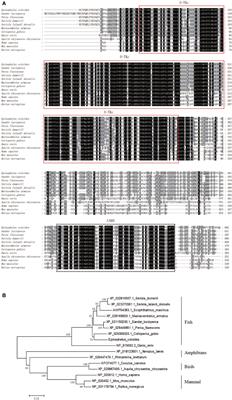 Grouper RIP2 inhibits Singapore grouper iridovirus infection by modulating ASC-caspase-1 interaction